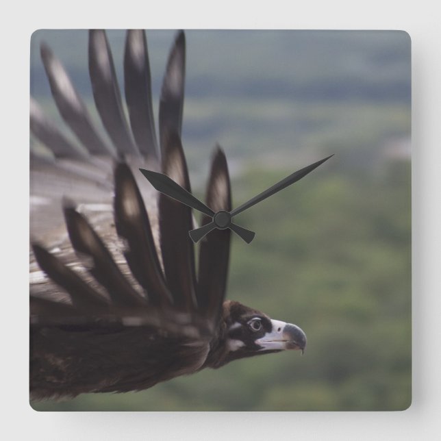 Aegypius monachus square wall clock (Front)