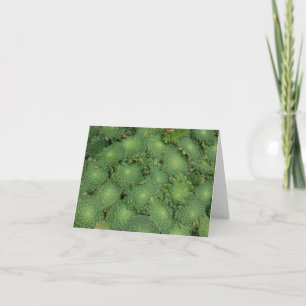 Aeonium tabuliforme Card