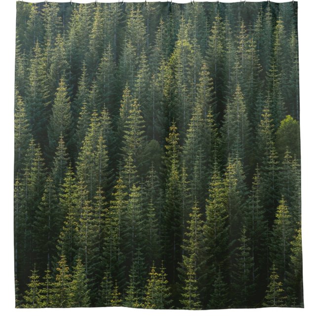 AERIAL PHOTOGRAPHY OF FOREST (Front)