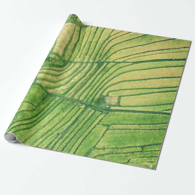 Aerial photography of rice field wrapping paper (Unrolled)