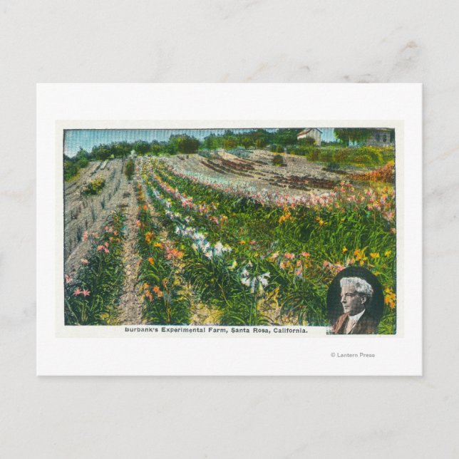 Aerial View of Burbanks Experimental Farm Postcard (Front)