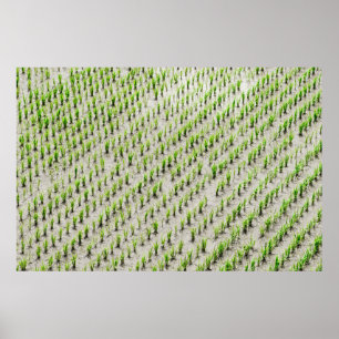 Aerial view photography of rice crops during dayti poster
