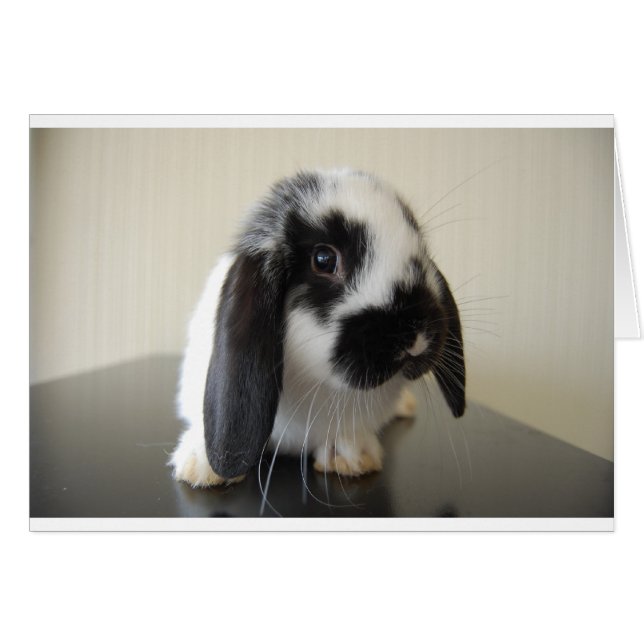 Aéron juste (Devant horizontal)