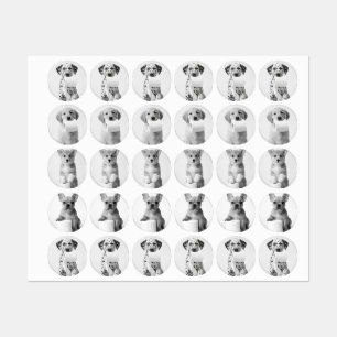 Aesthetic Four Adorable Puppies with Toilet Paper