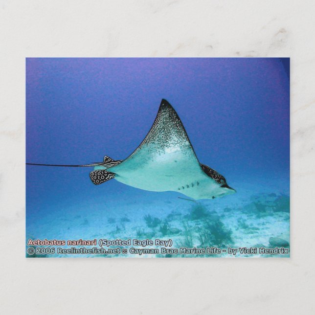 Aetobatus narinari (Spotted Eagle Ray) Postcard (Front)