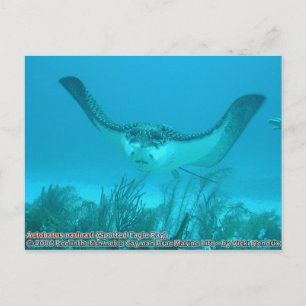 Aetobatus narinari (Spotted Eagle Ray) Postcard