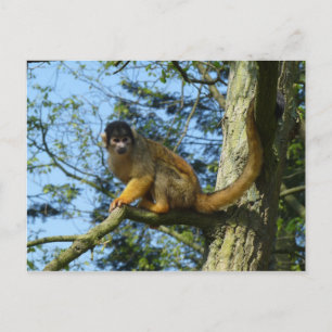 Affe Totenkopfäffchen sitz auf einem Baum Postcard
