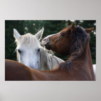 Affection du cheval - affiche
