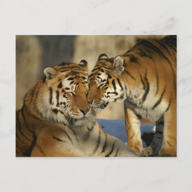 Affectionate Tigers Postcard (Front)