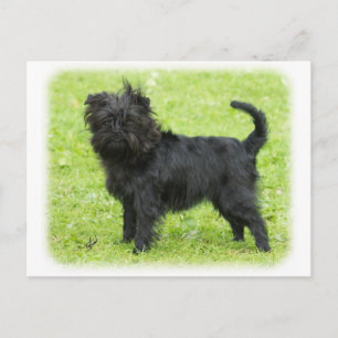Affenpinscher 9R095D-090 Postcard