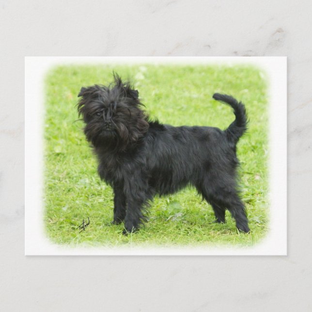Affenpinscher 9R095D-090 Postcard (Front)