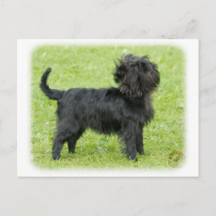 Affenpinscher 9R095D-092 Postcard