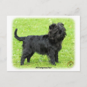 Affenpinscher 9R095D-093 Postcard