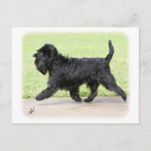 Affenpinscher 9Y516D-063 Postcard