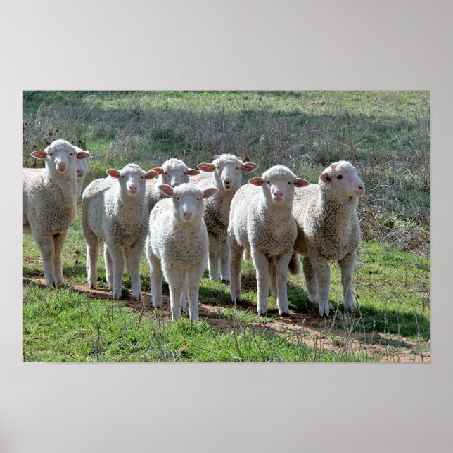 Affiche (Devant)