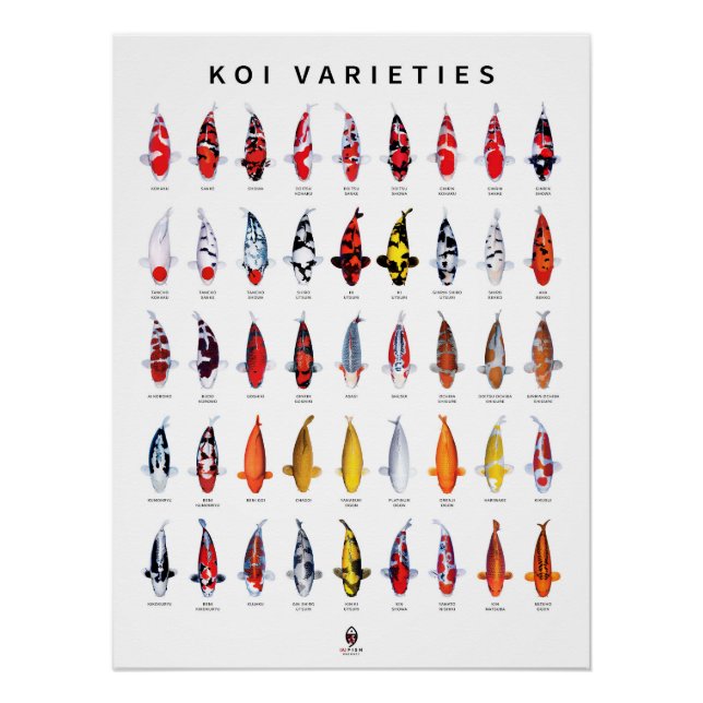 Affiche 45 Types de Koi (Devant)
