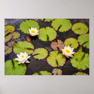 Affiche à motif triple lotus et nénuphar