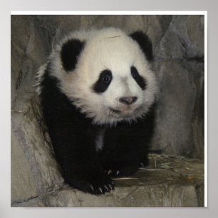 Affiche adorable de panda