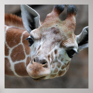 Affiche adorable en girafe