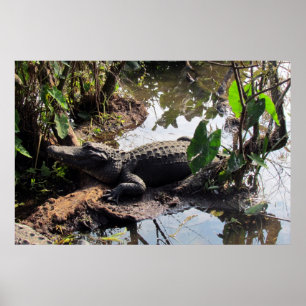 Affiche Alligator