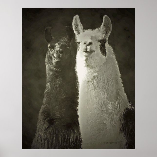 affiche alpacas (Devant)