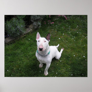 Affiche anglaise de bull-terrier de beau despote