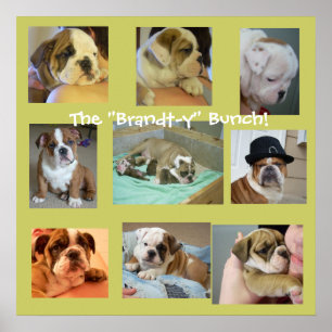 Affiche anglaise de chiots de bouledogue