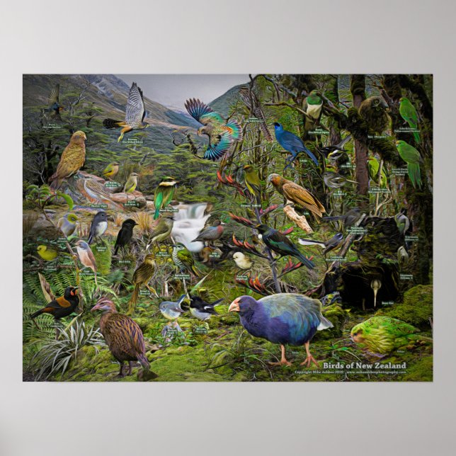 Affiche artistique Birds of New Zealand (Devant)