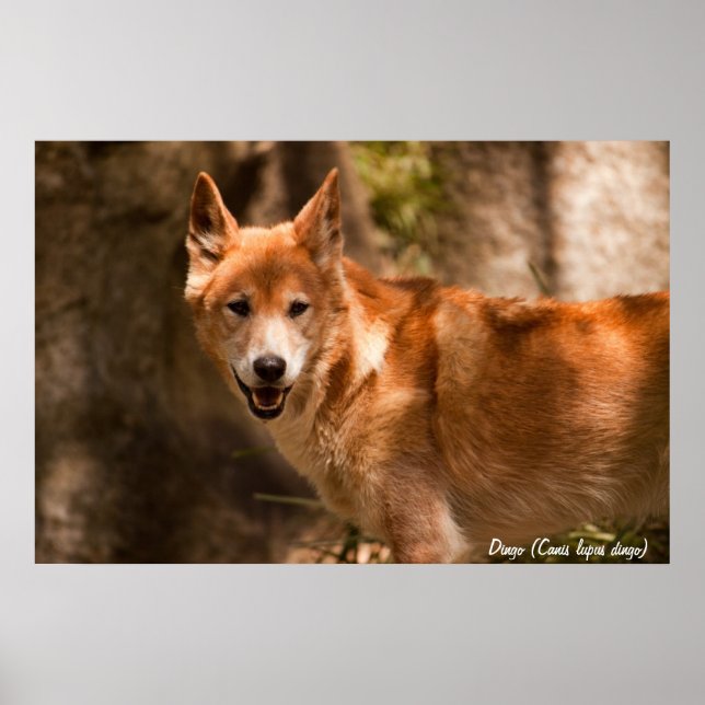 Affiche australienne de dingo (Devant)