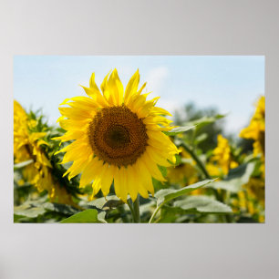 Affiche - Beau champ de tournesols