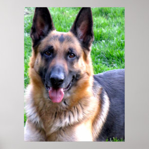 Affiche berger allemande