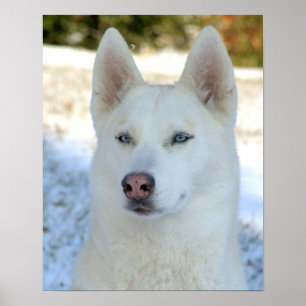 Affiche blanche de Husky Sibérien