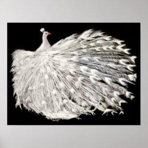Affiche blanche de paon
