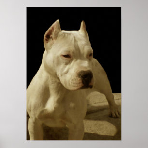 Affiche blanche de pitbull