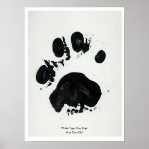 Affiche blanche d'empreinte de patte de tigre