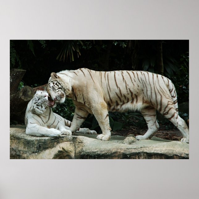 Affiche blanche du tigre du Bengale (Devant)