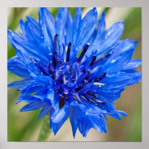 Affiche bleue de bouton de célibataire