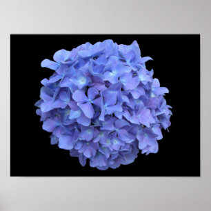 Affiche bleue de fleur d'hortensia