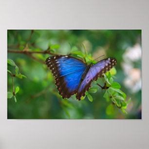 Affiche bleue de papillon de Morpho