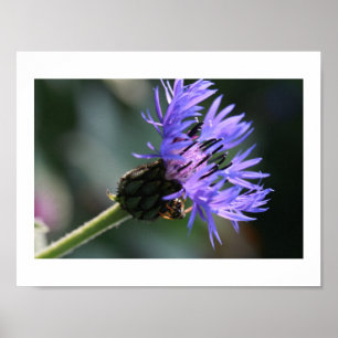 Affiche Bleue Rich Bleuet Fleur de Bachelor's Bee