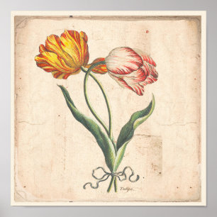 Affiche botanique antique d'impression de tulipes