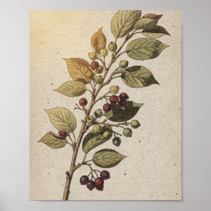 Affiche botanique de branche d'amélanchier aux fru