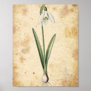 Affiche botanique de fleur et de bulbe de perce-ne