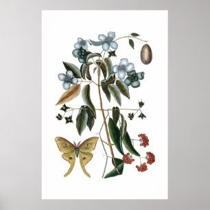 Affiche botanique verte vintage