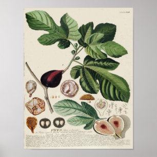 Affiche botanique vintage - figue