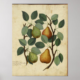 Affiche botanique vintage - poire