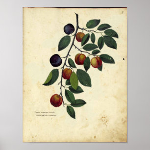 Affiche botanique vintage - prune