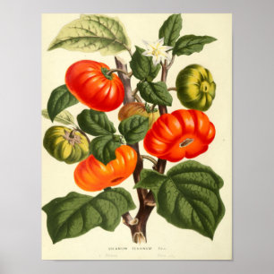 Affiche botanique vintage - tomate