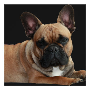 Affiche Boudogue Français