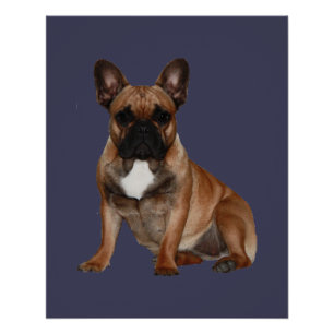 Affiche Bouledogues Français